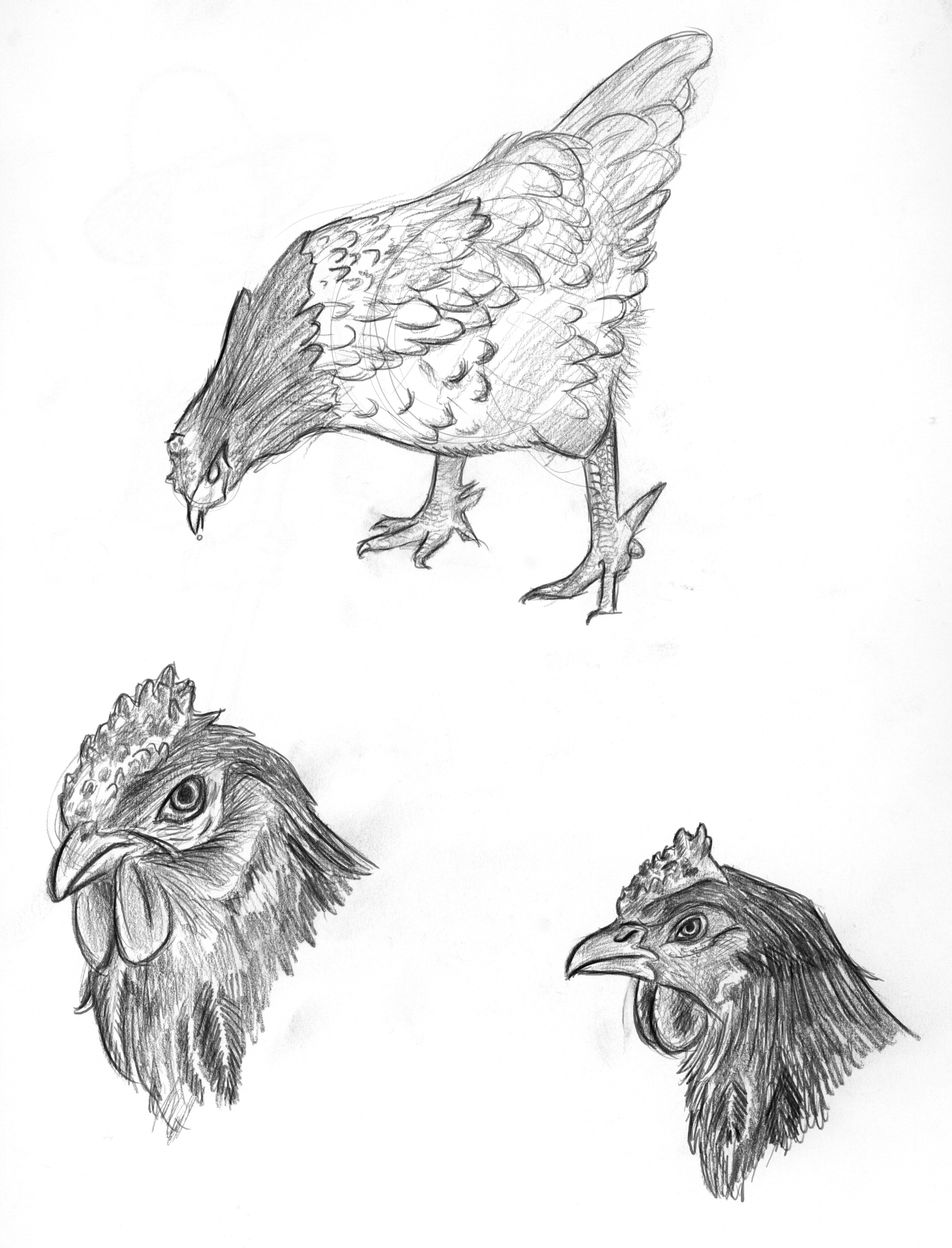 Plimoth Sketches